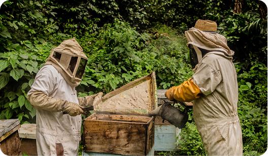 TrueHive bee farmers working with hive boxes